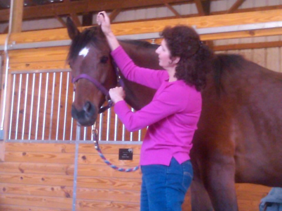 Massage Therapy Massage & More Equine Therapy